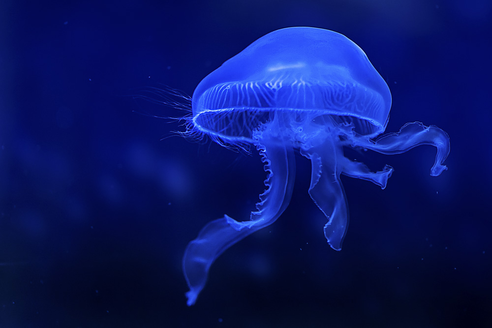 3. Platz Christoph Csokas